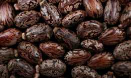 蓖麻豆,绿色能源的潜力与挑战